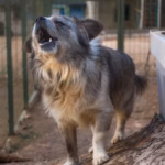 Neočekivano otkriće u dvorištu: Kako je neobična gljiva promijenila moj pogled na prirodu