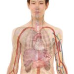 Spavanje na desnoj strani – jednostavna navika za bolje zdravlje i miran san