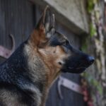 Tajna pacijenta 208: Priča o lekaru koji je izabrao istinu umesto tišine