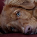 Važnost brze reakcije i zajedničke podrške u potrazi za nestalom djevojčicom